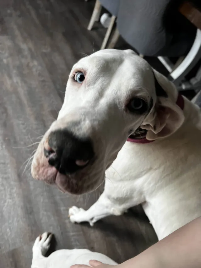 dottie